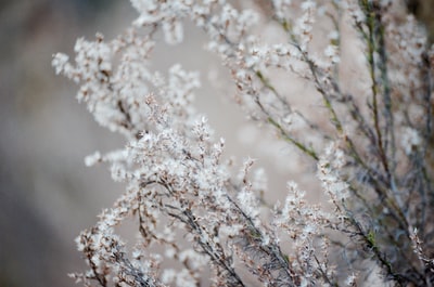 选择聚焦摄影集群的白色花朵
